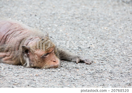 Old monkey sleeping on the ground Old monkey sleeping on the ground 20768520
