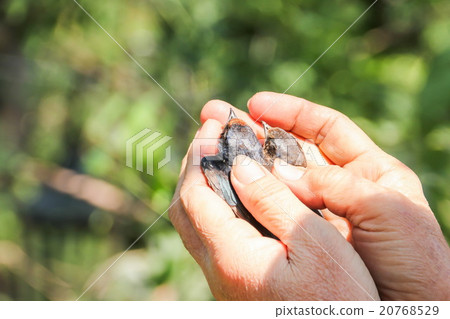 People are releasing birds in Phnom Penh, Cambodia People are releasing birds in Phnom Penh, Cambodia 20768529