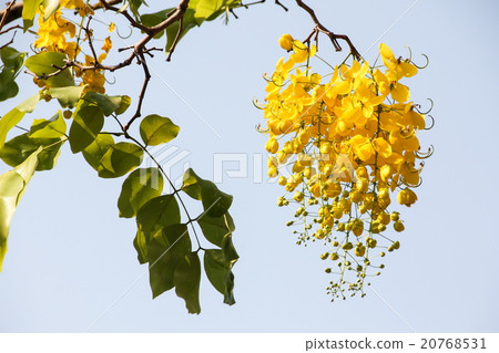Golden shower (Cassia fistula) flowers  20768531