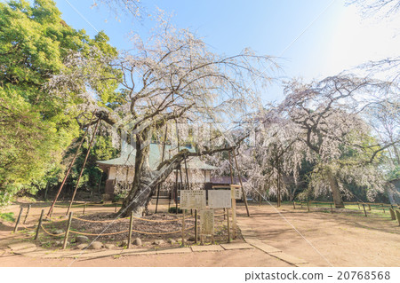 Lucky Temple of Spring 20768568