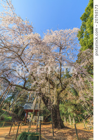 Lucky Temple of Spring 20768573