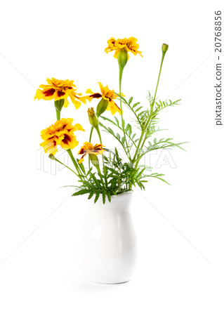 marigold flowers in vase 20768856