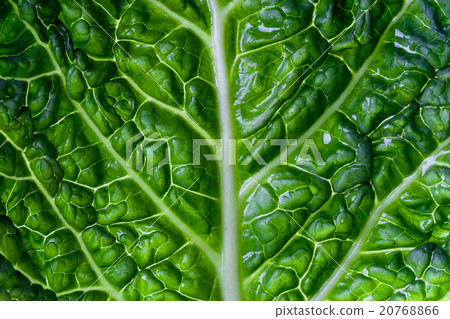 savoy cabbage leaf 20768866