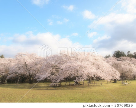 櫻花的老樹 20769029