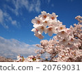 Cherry blossoms in full bloom 20769031