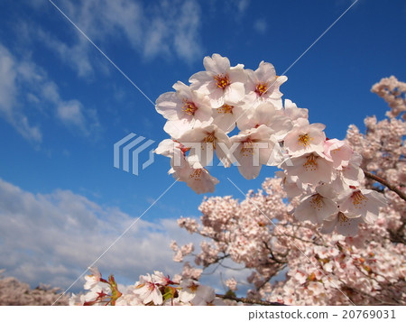 Cherry blossoms in full bloom 20769031