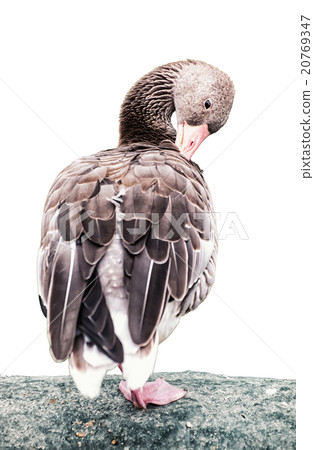 Greylag goose portrait (Anser anser), animal scene, white backgr Greylag goose portrait (Anser anser), animal scene, white backgr 20769347