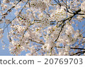 櫻花盛開 20769703