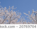 櫻花和藍天 20769704