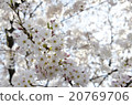 櫻花季節 20769706