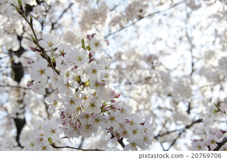 Cherry blossom season 20769706