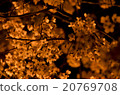 櫻花在晚上2 20769708