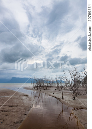 Dead trees in beach at low tide Dead trees in beach at low tide 20769884