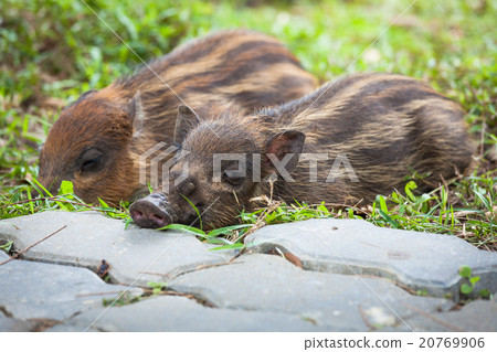 Baby wild boars sleeping on grass Baby wild boars sleeping on grass 20769906