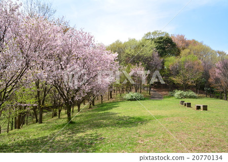 Tsuzuki Chuo公園Sedimenta殼土墩櫻桃樹 20770134