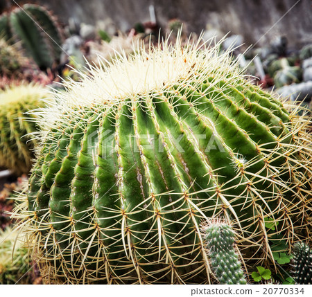 Big echinocactus plant, closeup natural scene Big echinocactus plant, closeup natural scene 20770334