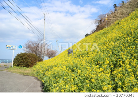 在清水町伊予市的休閒居住區域的油菜田和晚上一瞥線 在清水町伊予市的休閒居住區域的油菜田和晚上一瞥線 20770345