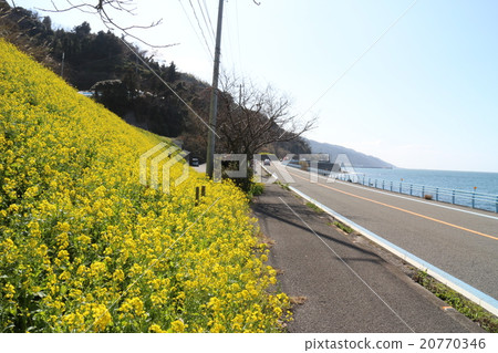 在清水町伊予市的休閒居住區域的油菜田和晚上一瞥線 20770346