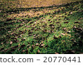 Dried leaves on a slope of green grass 20770441