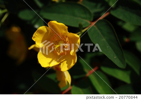 黃色的花 黃色的花 20770844