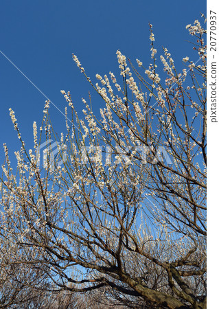 White plum White plum 20770937