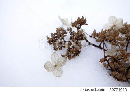 Nori Touki在雪地上 20771013