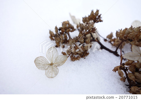 Nori Touki在雪地上 20771015