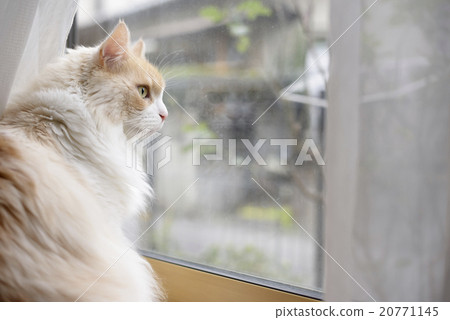 Cat looking out the window 20771145