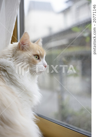 Cat looking out the window 20771146