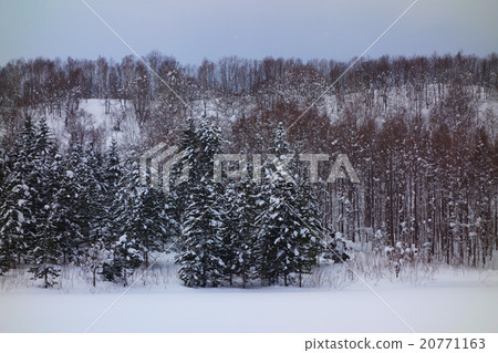 Snowscape Ezo Matsu Snowscape Ezo Matsu 20771163