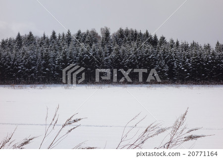 Snowscape Ezo Matsu Snowscape Ezo Matsu 20771164