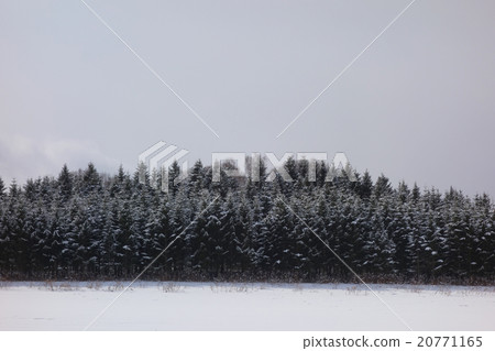 Snowscape Ezo Matsu Snowscape Ezo Matsu 20771165