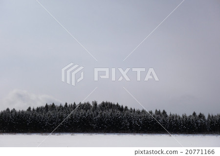 Snowscape Ezo Matsu Snowscape Ezo Matsu 20771166