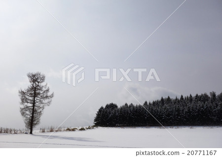 Snowscape One Fuyuki and Ezo pine forest 20771167