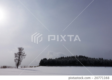 Snowscape Snowscape One Fuyuki and Ezo pine forest Snowscape Snowscape One Fuyuki and Ezo pine forest 20771168