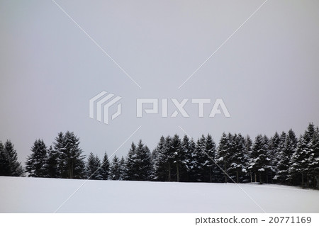 Snowscape Ezo Matsu Snowscape Ezo Matsu 20771169