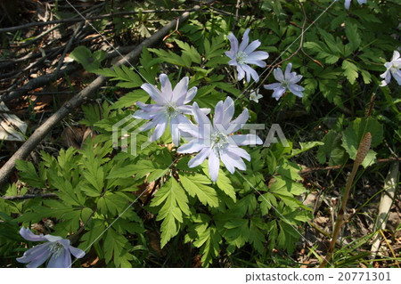 南部城市，秋田縣 20771301