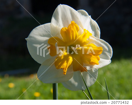 flower 20771432