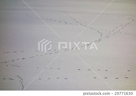 雪原的腳印 20771630