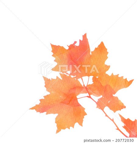Watercolor autumn fall leaves on white background Watercolor autumn fall leaves on white background 20772030