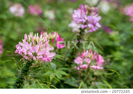 Capparaceae Flower 20772285