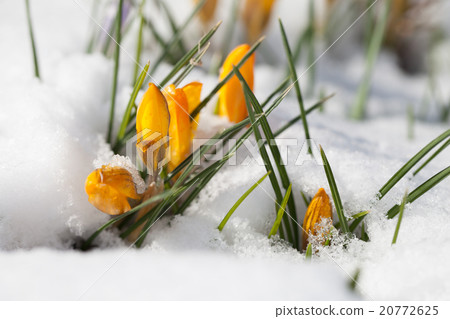 Yellow crocuses in the snow Yellow crocuses in the snow 20772625