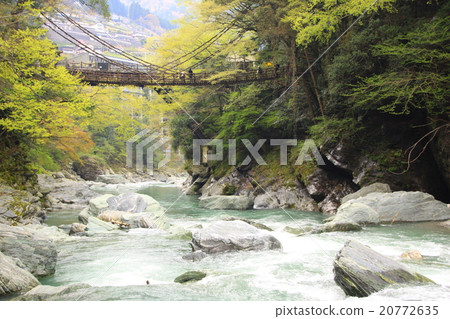 Kazura Bridge in Iya Kazura Bridge in Iya 20772635