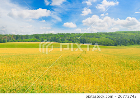 field and blue sky with light clouds 20772742
