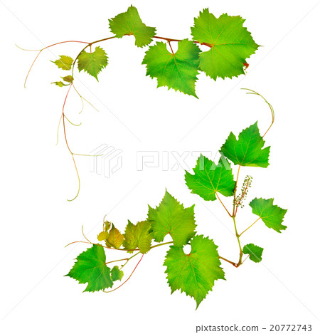 vine and leaves isolated on white background 20772743