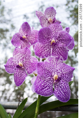 Beautiful orchid flowers. Beautiful orchid flowers. 20772899