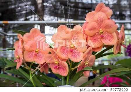 Beautiful orchid flowers. Beautiful orchid flowers. 20772900