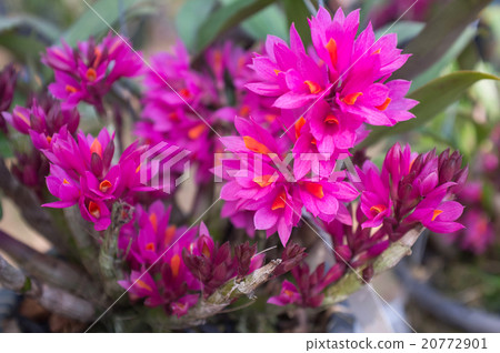 Beautiful orchid flowers. 20772901