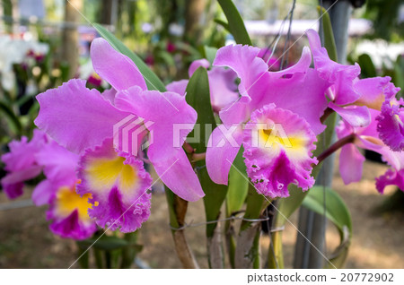 Beautiful orchid flowers. Beautiful orchid flowers. 20772902