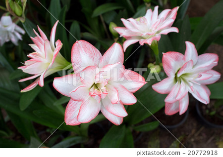 Beautiful orchid flowers with  leaves in garden. 20772918